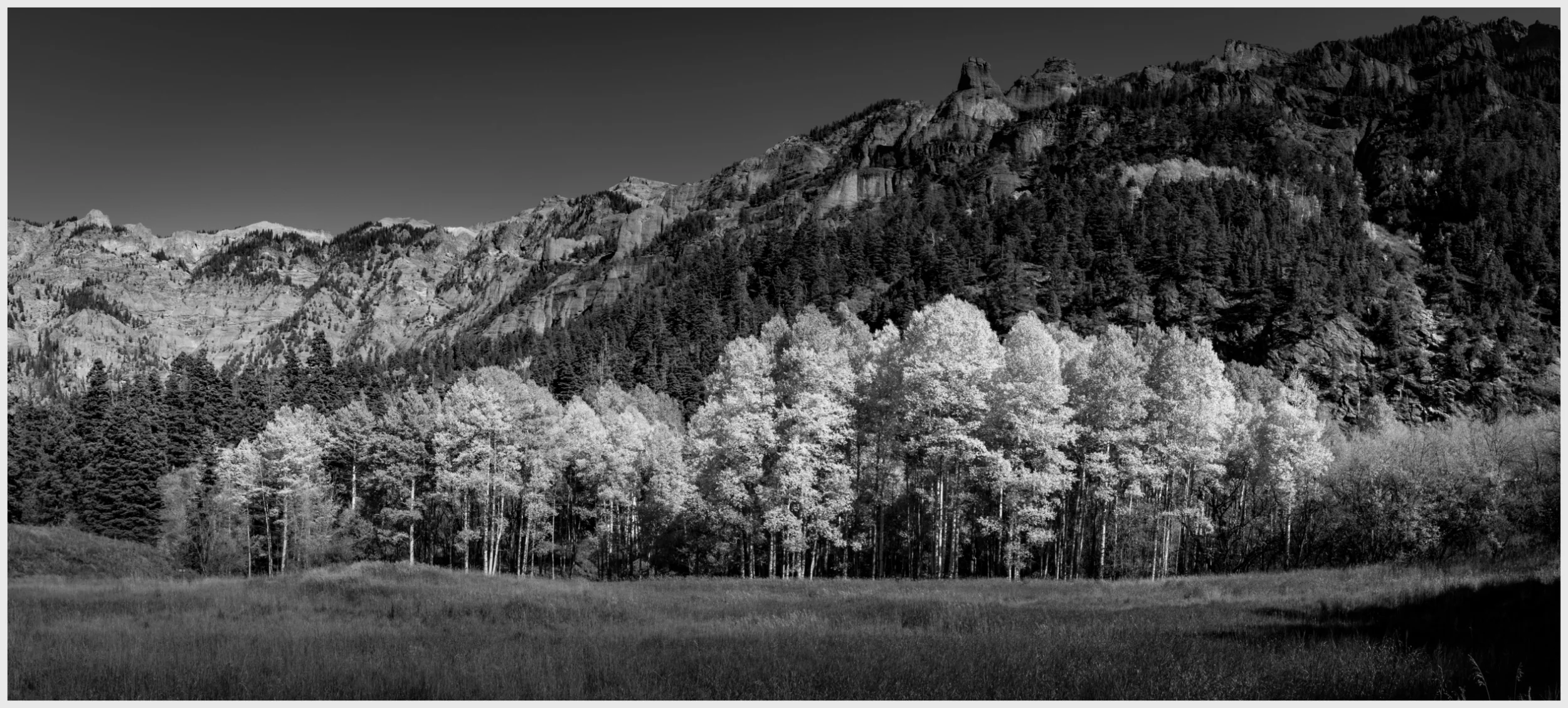 This panoramic image captures a stunning autumn scene near Ouray, Colorado, focusing on a lush grove of aspen trees rendered in black and white. Normally golden in fall, the aspen leaves appear luminous and silvery, giving an ethereal quality to the landscape. The foreground features a serene meadow that leads toward the radiant aspens, with its texture enhanced by the monochrome palette. This contrast between the smooth meadow and the upright aspen trunks adds depth, guiding the viewer from the tranquil foreground through the glowing trees to the rugged mountains beyond. The black and white treatment sharpens the interplay of textures and light, emphasizing the delicate leaves against the solid mountain backdrop, offering a mesmerizing take on the traditional colors of fall.